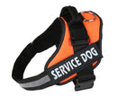 Pet chest strap with dog leash