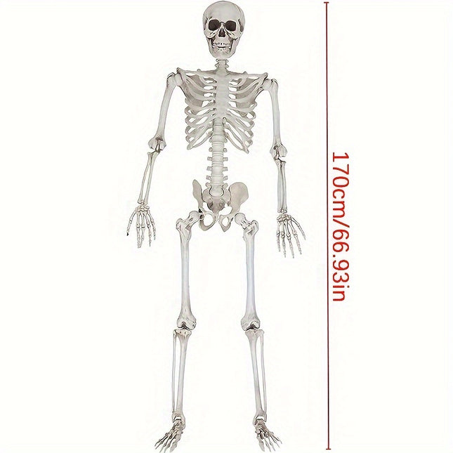 Life-Size 67" Movable Skeleton Decoration - Perfect for Halloween, Haunted Houses & Themed Parties - Durable Plastic, Realistic Design