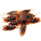 Cockroach / 48pcs